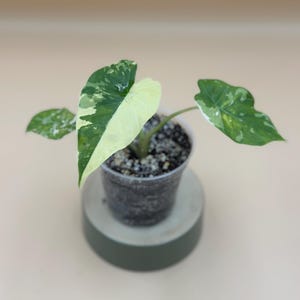 Alocasia Dawn  (Alocasia Macrorrhiza Variegata) – Live Plant – 2&quot; Self-Watering Starter or Established Indoor Houseplant