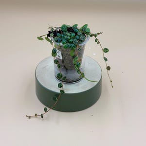 String of Turtles (Peperomia prostrata) – Live Plant – 2&quot; Self-Watering Starter or Established Indoor Houseplant