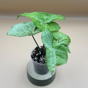 Syngonium White Butterfly (Syngonium Podophyllum) – Live Plant – 2&quot; Self-Watering Starter or Established Indoor Houseplant