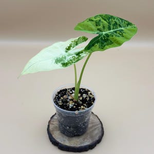 Alocasia Frydek Variegated