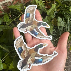 Mallard Duck Holographic Vinyl Matte Die Cut Sticker | Bird Lover Gift | Wildlife Lover | Waterfowl, Duck,| Birding Gift | Original Art