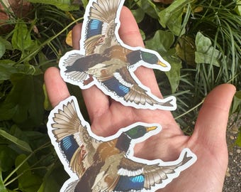 Pegatina holográfica de vinilo mate troquelada de pato real / Regalo para amantes de las aves / Amante de la vida silvestre / Aves acuáticas, patos / Regalo de observación de aves / Arte original