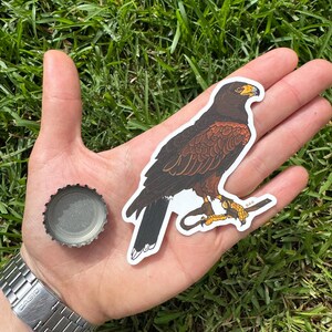 Harris Hawk Vinyl Matte Die Cut Sticker | Bird Lover Gift | Wildlife Lover | Raptor, Bird of Prey, Birding Gift | Original Art |