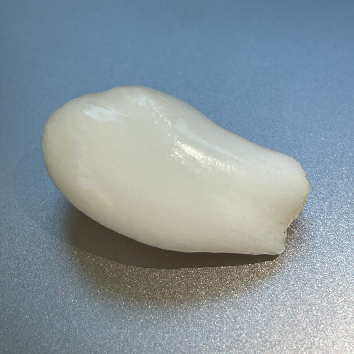 Perla de almeja natural 32.8x18.3x14.3mm Etsy