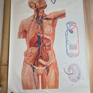 Vintage lymfevaten onderwijskaart rolkaart 87 x 117 cm – muurdecoratie anatomie klas, medische poster