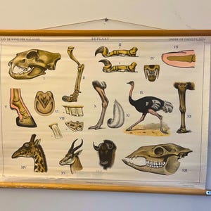 Nederlandse vintage schoolposter dierlijke anatomie 70 x 100 cm - girafillustratie, educatief en retro