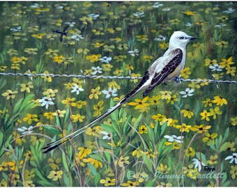 Scissortail Flycatcher prints of original painting