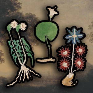 Op de afbeelding: Drie afzonderlijke botanische illustraties met een paar witte bloemen met groene stengels en wortels, een enkele witte klokvormige bloem op een groot groen blad, en een plant met blauwe en rode stervormige bloemen op een dikke basis.