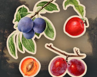 May include: Four fruit stickers with a white background. The stickers feature a branch of plums, a single red plum, a single orange peach, and two red plums on a branch.