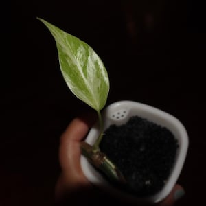 Monstera Albo