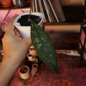 May include: A Hoya plant cutting with a single elongated, dark green leaf featuring prominent silver-grey speckling, planted in a small white square plastic pot filled with dark potting soil, showing a thin stem extending upward from the center.