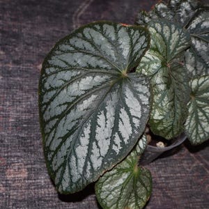 Begonia NOID