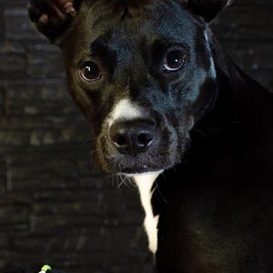 May include: A close-up portrait of a black dog with a white patch on its chest and nose. The dog has brown eyes and is looking directly at the camera. A green and white beaded bracelet spells out the word "DRUID".