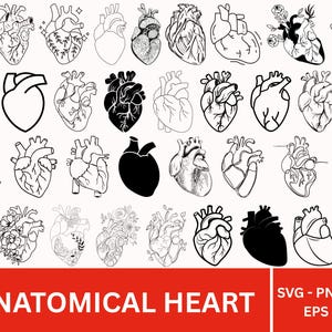 Anatomical Heart SVG Bundle: Floral Heart Cut Files (Digital Download)