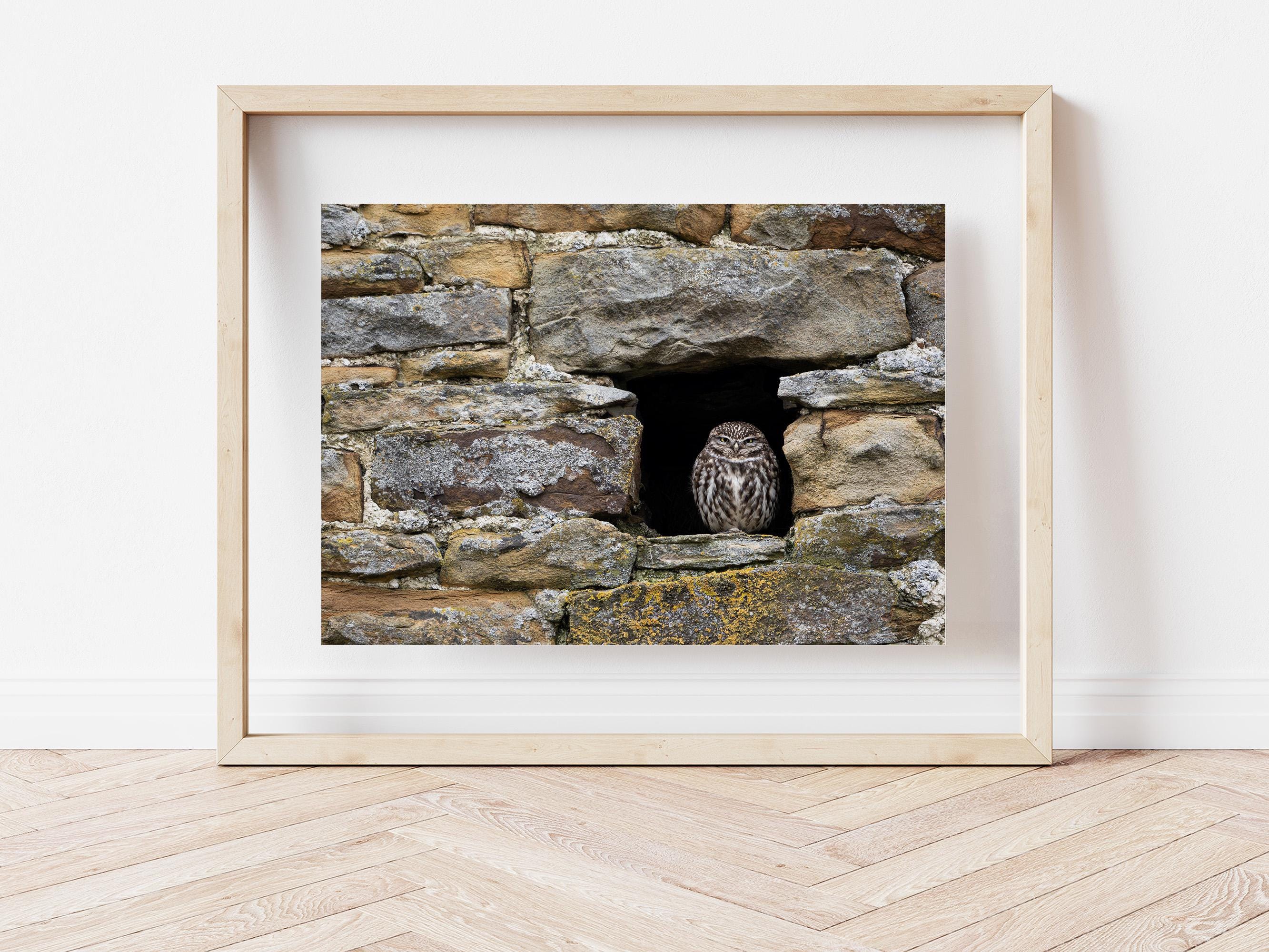 Little Owl Photography Print | Wildlife & Nature Wall Art | Bird Lovers Gift | Cute Countryside 