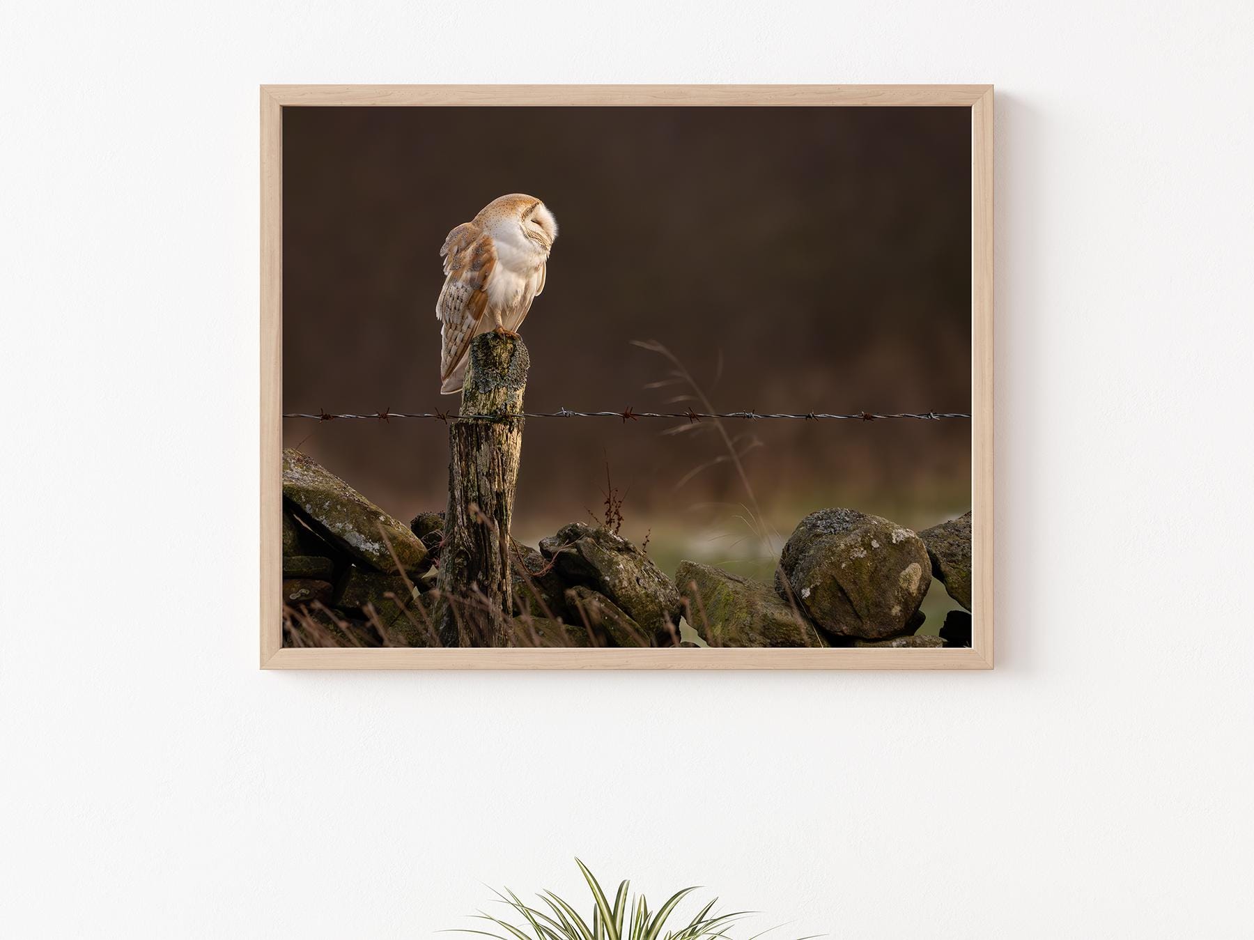 Barn Owl at Sunset Photography Print | Wildlife & Nature Lovers Gift | British Bird | Fine Art P