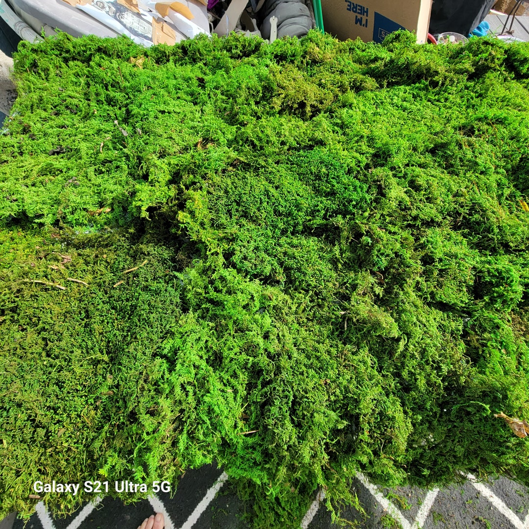 Bulk Preserved Sheet Moss 5 Pound Box Moss Runners Moss Mats About 12 Square Feet Etsy