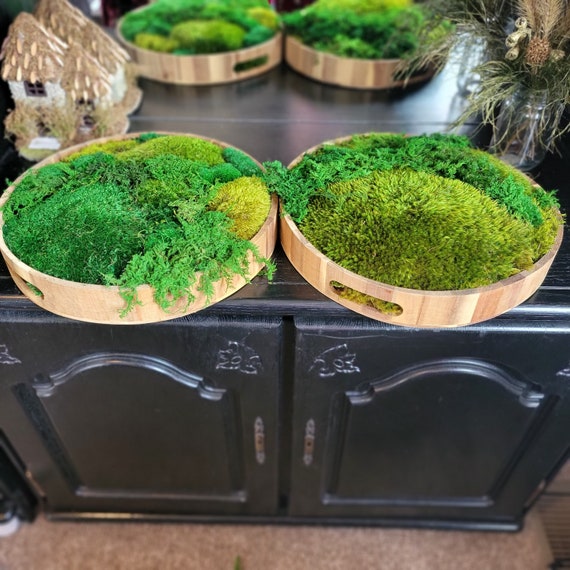 Rustic Wood Moss Bowl Centerpiece Preserved Moss Arrangement