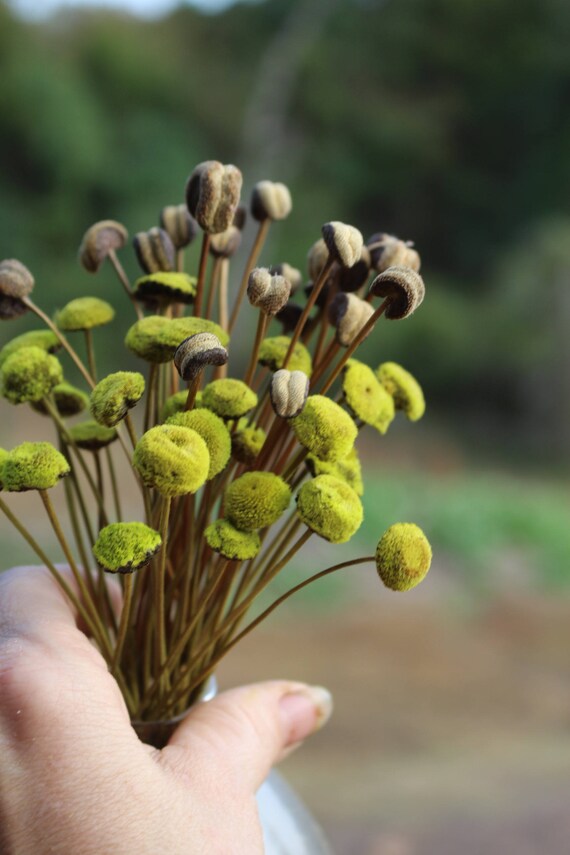Lime Green Button flowers-30 dried button flower stalks-Corsage flowers-Wedding flowers