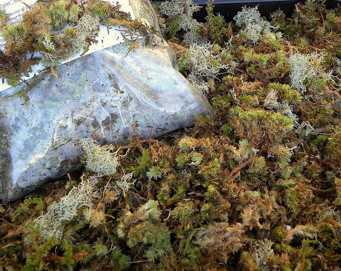 Live Moss Starter Kitmoss Paint for Your Yard Moss Milk Shakelive