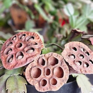 Lotus Pods-Small lotus pods-Botanical-Botanicals-Bag of 6 pods