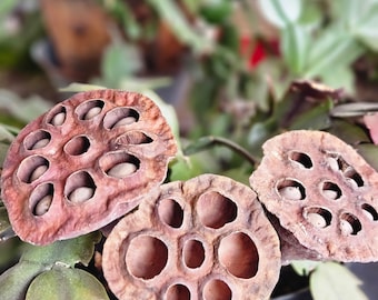 Lotus Pods-Small lotus pods-Botanical-Botanicals-Bag of 6 pods