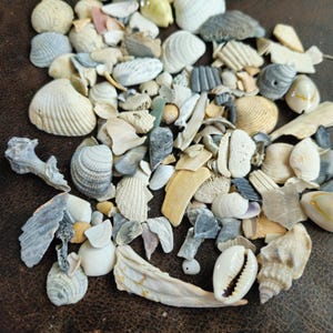 May include: A collection of various seashells in shades of white, beige, gray, and tan. The shells vary in size and shape, including conch, scallop, and cowrie shells. Some shells have intricate patterns and textures.