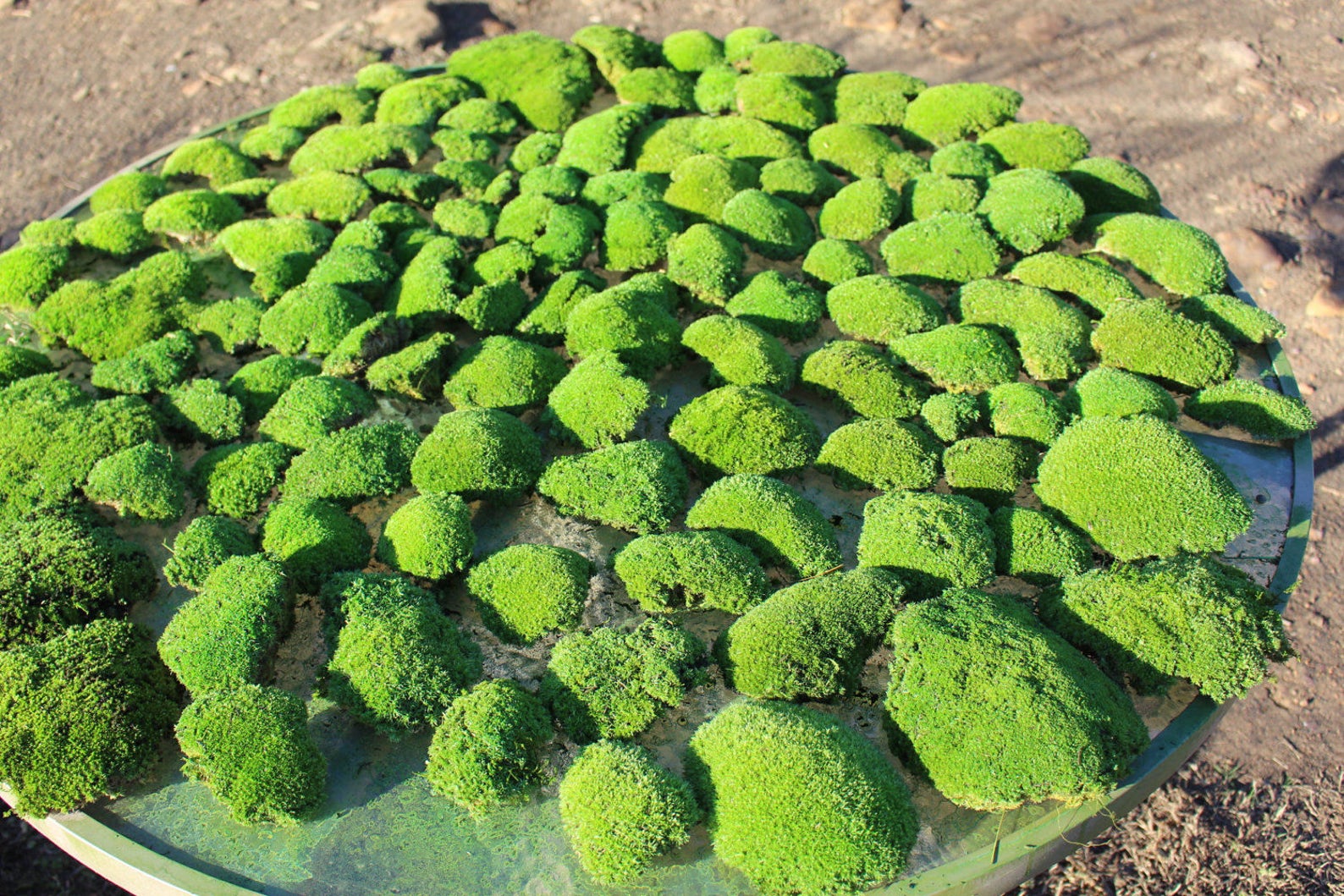 Preserved MossNEW softer Pillow MossCushion MossNO water Etsy