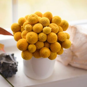 May include: A bouquet of dried yellow billy balls in a white ceramic vase. The vase is sitting on a white surface with a seashell and a dark brown seashell.