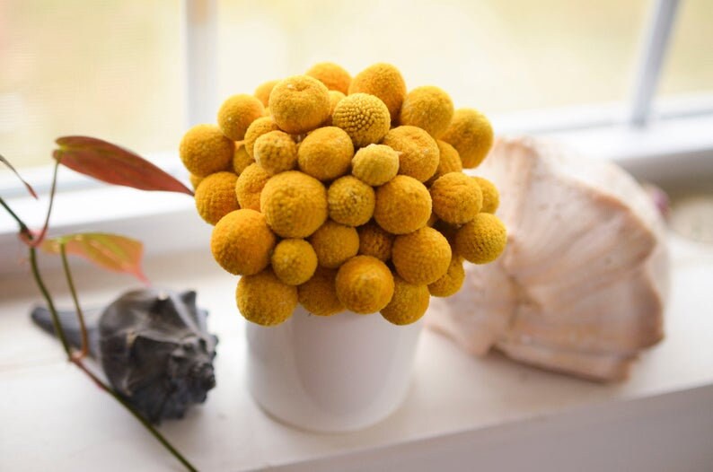 May include: A bouquet of dried yellow billy balls in a white ceramic vase. The vase is sitting on a white surface with a seashell and a dark brown seashell.