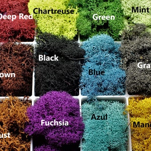 Preserved Reindeer moss-Floral moss-4 oz bag in many colors-Deer foot Moss-Mango-Red-Gray-Purple-Blue-Preserved Lichens image 4