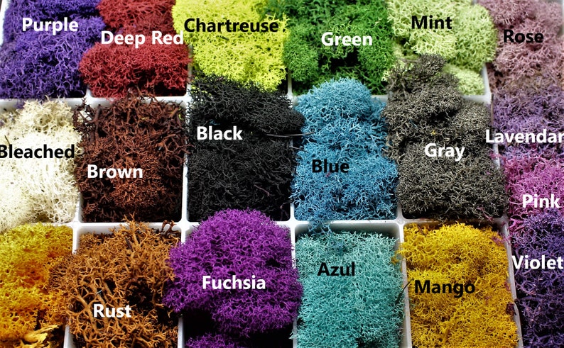 Preserved Reindeer moss-Floral moss-4 oz bag in many colors-Deer foot Moss-Mango-Red-Gray-Purple-Blue-Preserved Lichens image 4