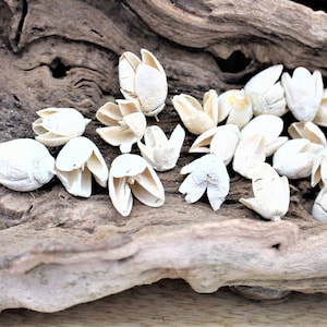 May include: A collection of white dried flower buds arranged on a piece of driftwood. The buds are delicate and have a natural, rustic look.