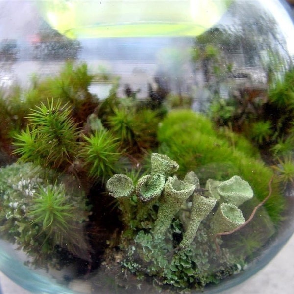 Large LIVE Moss and lichen Terrarium kit - Build your own-Make 1 or More