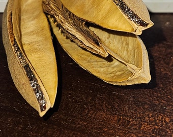 Amazon Lily Pods Dried | Set of 3 Pods