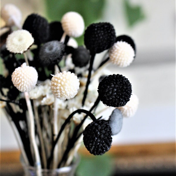 MINI Craspedia-Black craspedia-Billy Balls-Billy Buttons-Assorted colors-Wedding Flowers-Bundle of 10