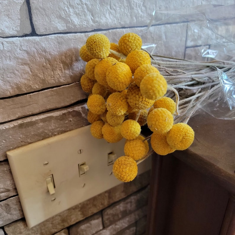 May include: A bunch of dried yellow billy buttons, also known as craspedia, with long stems. The flowers are clustered together and have a round, ball-like shape.