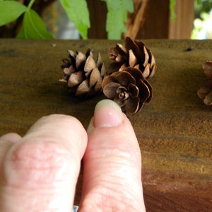 May include: Close-up of several small, brown pine cones on a wooden surface. The cones are clustered together, with a finger pointing towards one. Green leaves are visible in the background, suggesting a natural setting. The cones have a textured, scaled appearance.