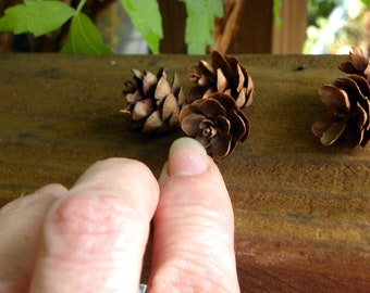 Hemlock Cones | Bag of 25 | Pine Cones | Home Decor | Craft supplies