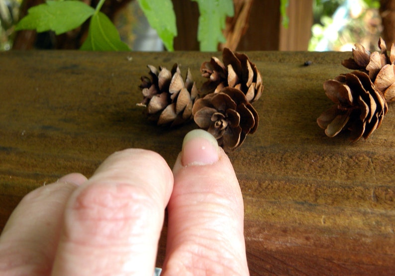 Hemlock Cones Bag of 25 Pine Cones Home Decor Craft supplies image 1