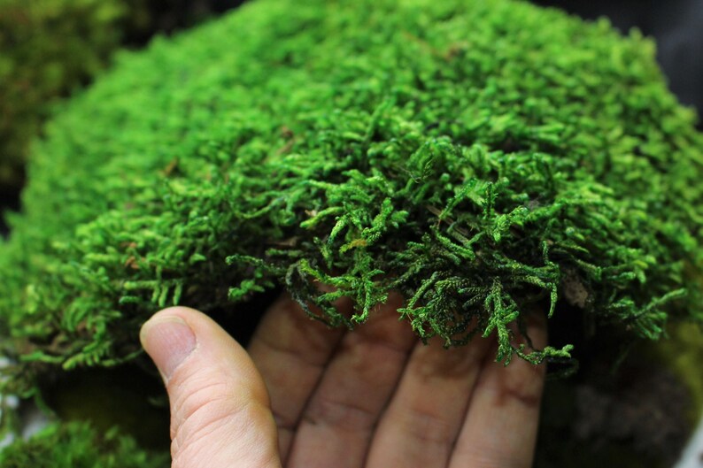 Sheet Mosspreserved Carpet Mossgallon Bagsecret Etsy