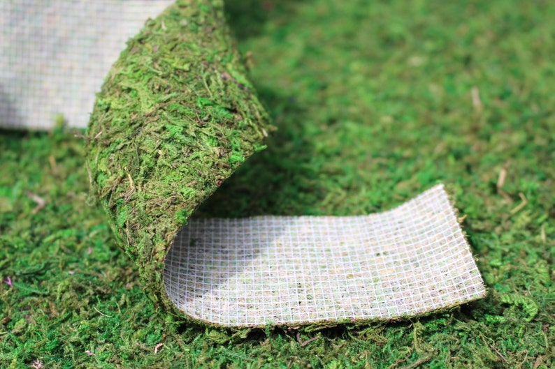 Moss Ribbonmoss Roll 2.5 X 36 per Roll preserved Moss No Etsy