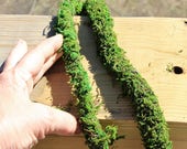 Moss Vine Garland about 1" diameter-10 foot roll-Fairy Garden Rope-Preserved moss no water needed