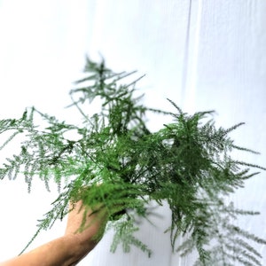 Preserved Plumosus Fern- 5 stem Small fern bouquet - Preserved Soft and wispy wedding ferns-Plumosa fern-green ferns-floral decor