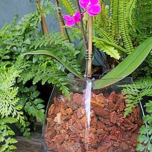 Orchid Bark-8 oz bag-Smaller 1/4 OR 3/4 pieces-Natural Douglas-Fir tree bark-Orchid potting soil image 2