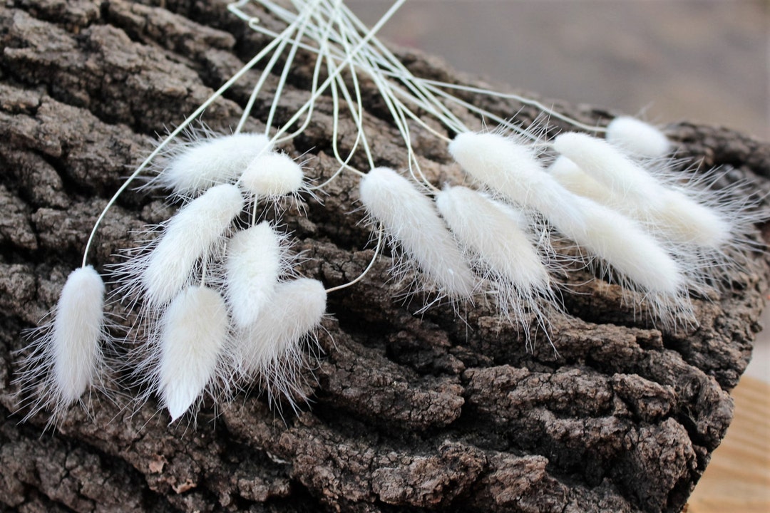 25 Bleached Bunny Tails Orchocolate Bunny Tailsdried Floral