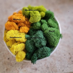 Preserved Reindeer Moss - Natural