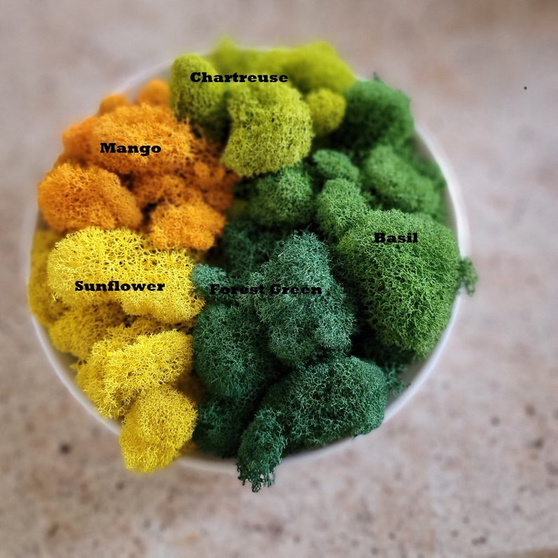 Preserved Reindeer moss-Floral moss-4 oz bag in many colors-Deer foot Moss-Mango-Red-Gray-Purple-Blue-Preserved Lichens