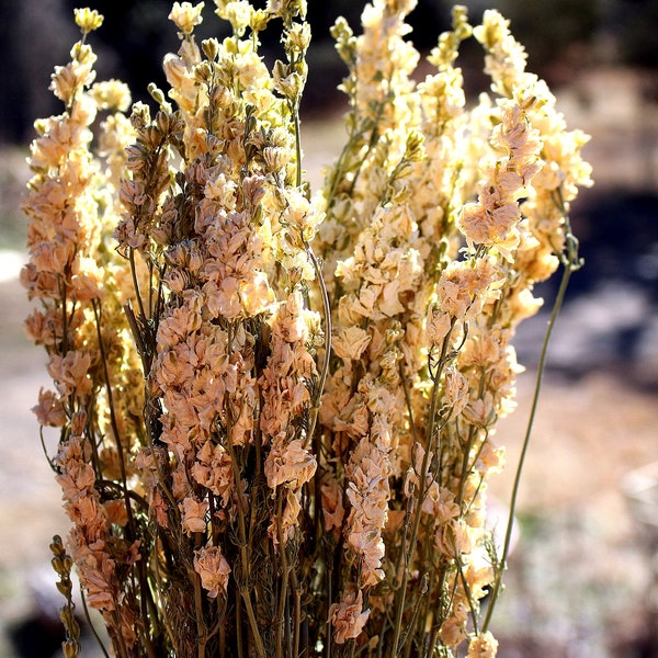 Larkspur pink or white dried stems in 4-5 oz bundles-Dried wedding floral