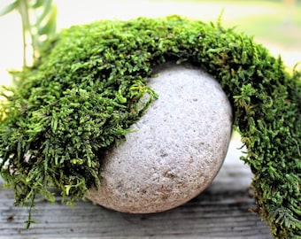 Puede incluir: Una piedra gris lisa, parcialmente cubierta de musgo verde vibrante. El musgo es denso y texturizado, creando una estética natural y orgánica. La piedra es redonda y parece ser un elemento decorativo.